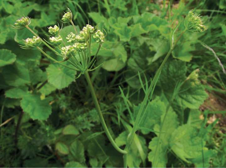 La noix de terre, savoureuse et nutritive