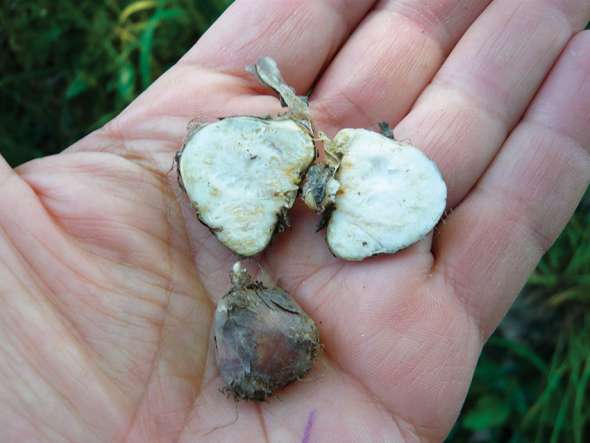Châtaigne de terre ou noix de terre (Bunium bulbocastanum)