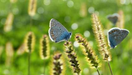 biodiversité