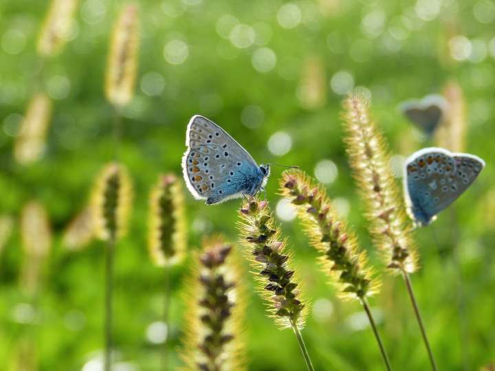 biodiversité