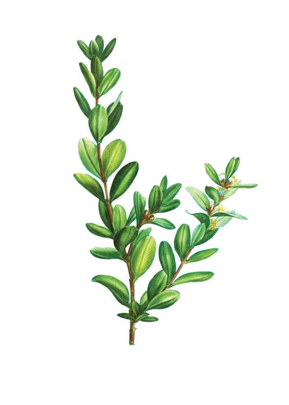 Buis (buxus)