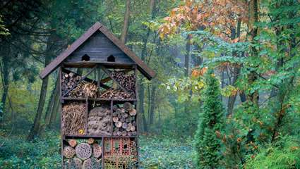 Comment protéger insectes au jardin ?