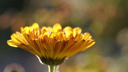 Traiter les mycoses des pieds avec les plantes