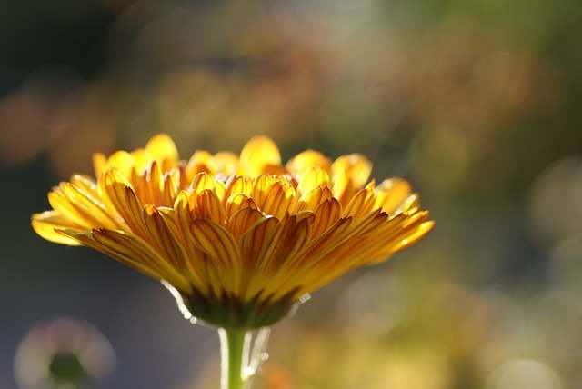 Traiter les mycoses des pieds avec les plantes