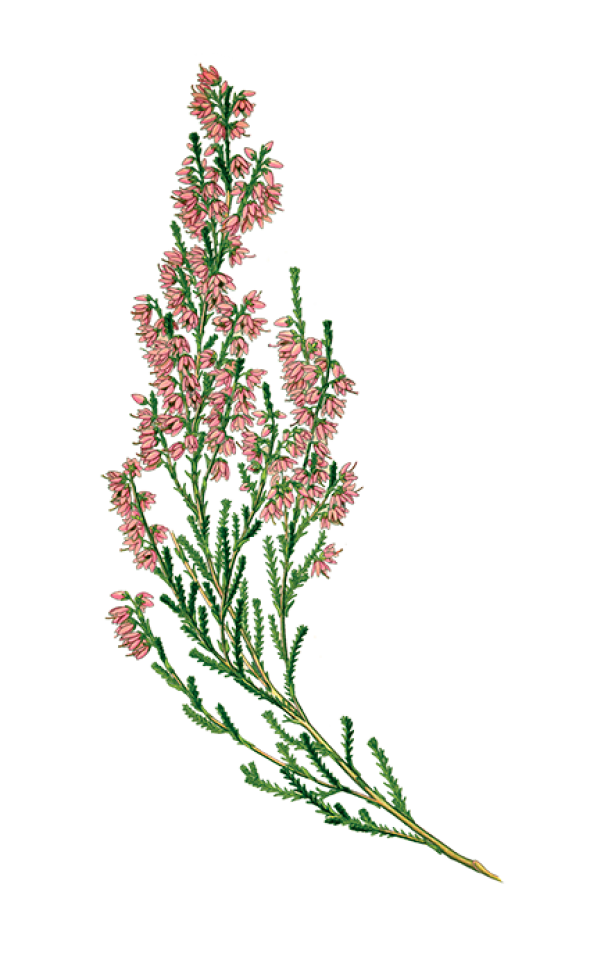 Bruyère (calluna vulgaris)