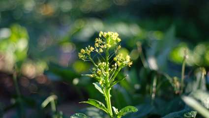 Manque de lumière : les plantes s'adaptent