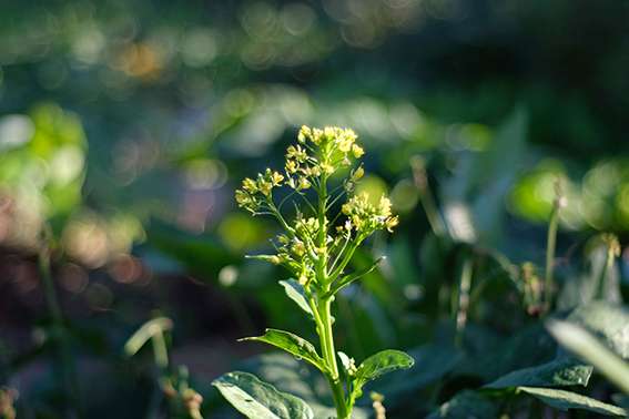 Manque de lumière : les plantes s'adaptent