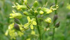 Camelina sativa