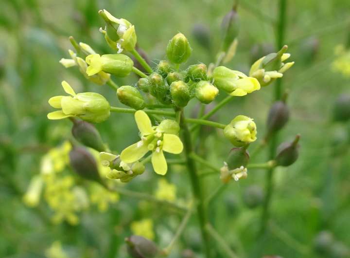 Camelina sativa