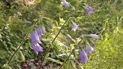 campanule raiponce