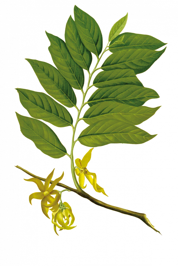 Ylang ylang (cananga odorata)