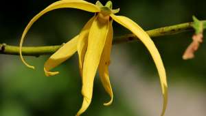 Ylang-ylang, l'invitation au lâcher-prise