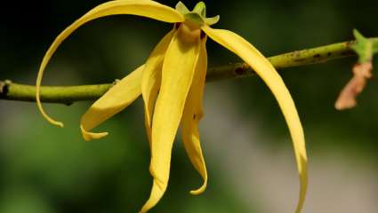 Ylang-ylang, l'invitation au lâcher-prise