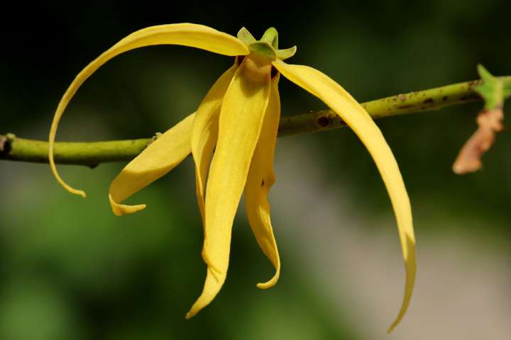 Ylang-ylang, l'invitation au lâcher-prise