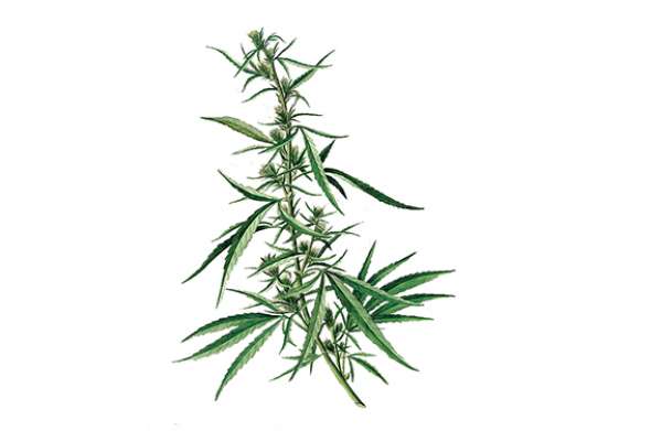 Cannabis sativa