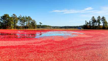 Canneberge (Cranberry)