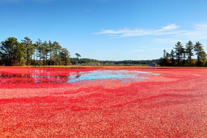 Canneberge (Cranberry)