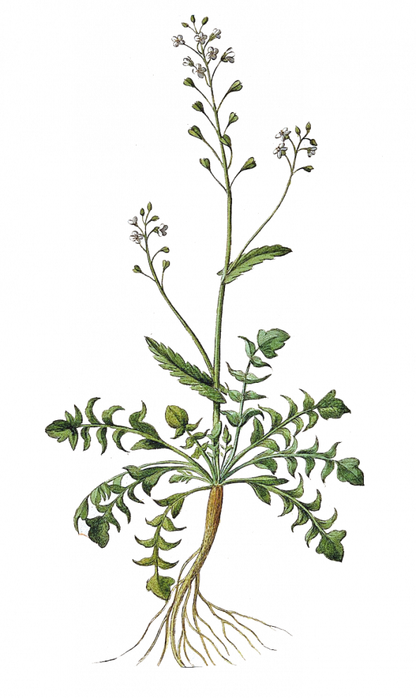 Capsella bursa-pastoris