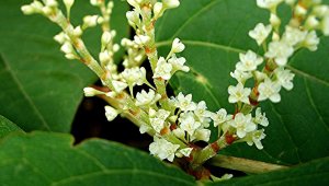 Renouée du Japon (Reynoutria japonica)