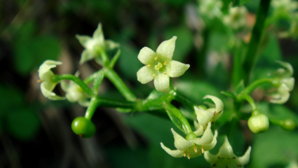 Racine du Manjishta (Rubia cordifolia)