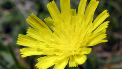 La piloselle (Pilosella officinarum)