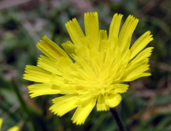 La piloselle (Pilosella officinarum)