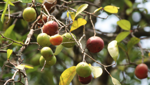 La garcinia (Garcinia indica)