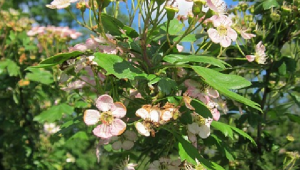 Aubépine (Crataegus monogyna)