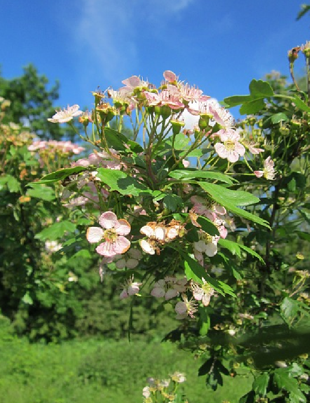 Aubépine (Crataegus monogyna)