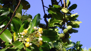 Fleur de calophylle inophyle