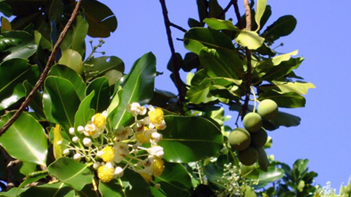 Fleur de calophylle inophyle