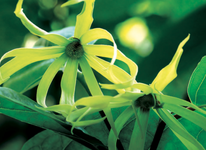 Ylang-Ylang (Cananga odorata)