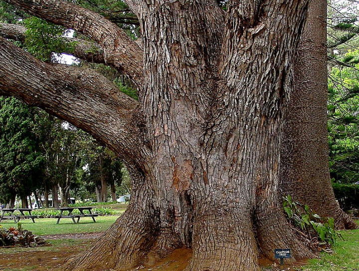 Le  bois de hô 