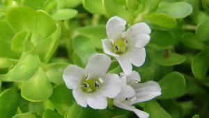 Le Bacopa monnieri