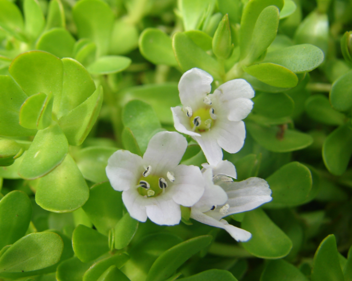 Le Bacopa monnieri