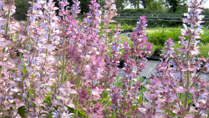 La Sauge sclarée (Salvia sclarea)