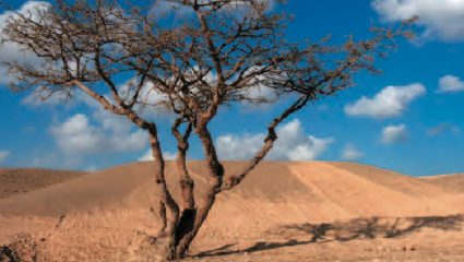 Desert - arbre 