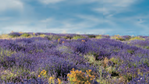 Haute-Provence Senteurs