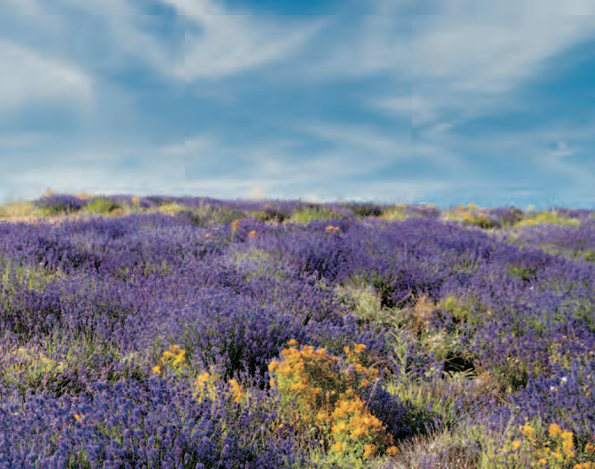 Haute-Provence Senteurs