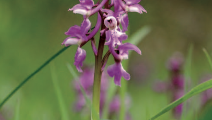 Orchis mâle Fleur rare