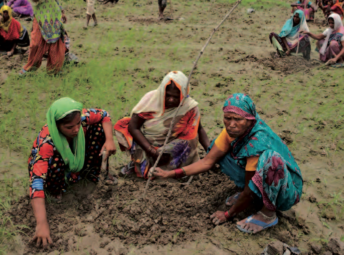 Reforestation en Inde