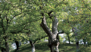 Arbre à pain