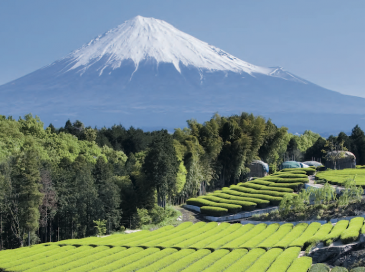 Le Japon - thé vert