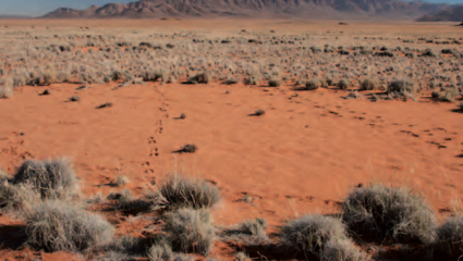 Cercle de fées en Namibie