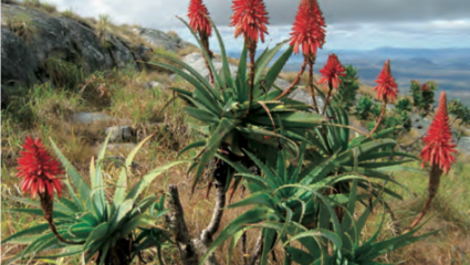 Aloe arborescens, inhibitrice de la prolifération cancéreuse.