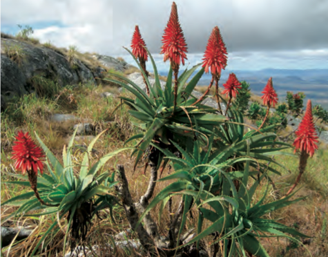 Aloe arborescens, inhibitrice de la prolifération cancéreuse.