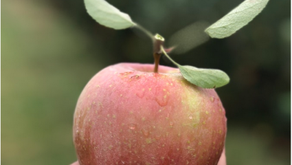 Pomme bio