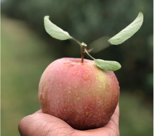 Pomme bio