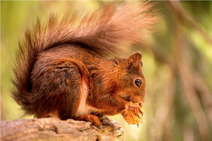 Écureuil mangeant une noix
