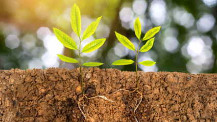 Plantes qui pousse et ses racines